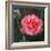 Sweet Rose I-Nicole Katano-Framed Photo