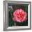 Sweet Rose I-Nicole Katano-Framed Photo