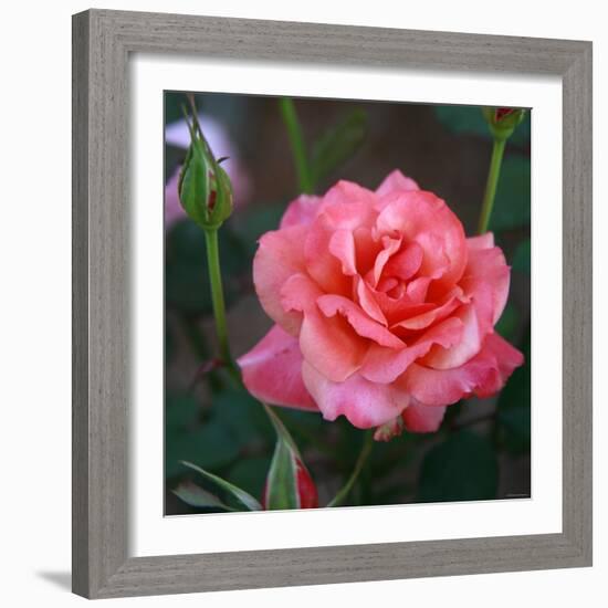 Sweet Rose I-Nicole Katano-Framed Photo