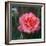 Sweet Rose I-Nicole Katano-Framed Photo