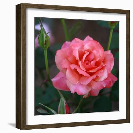 Sweet Rose I-Nicole Katano-Framed Photo