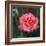 Sweet Rose I-Nicole Katano-Framed Photo