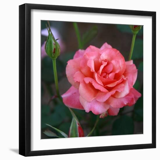 Sweet Rose I-Nicole Katano-Framed Photo