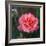 Sweet Rose I-Nicole Katano-Framed Photo