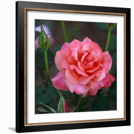 Sweet Rose I-Nicole Katano-Framed Photo