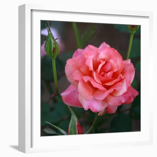 Sweet Rose I-Nicole Katano-Framed Photo