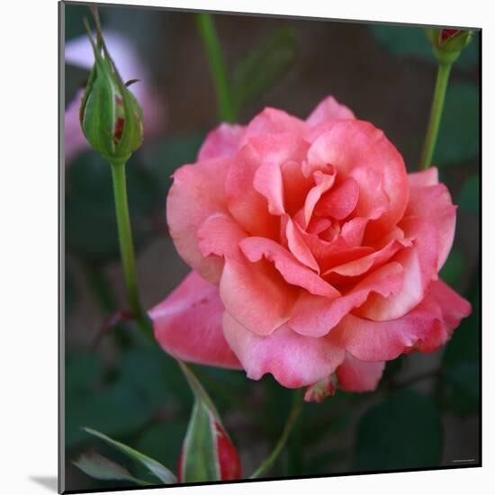 Sweet Rose I-Nicole Katano-Mounted Photo