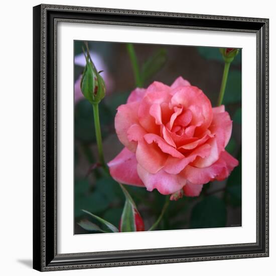 Sweet Rose I-Nicole Katano-Framed Photo