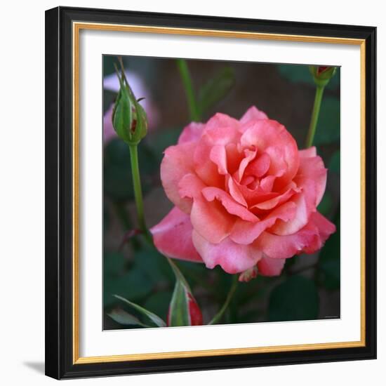 Sweet Rose I-Nicole Katano-Framed Photo