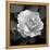 Sweet Rose II-Nicole Katano-Framed Stretched Canvas