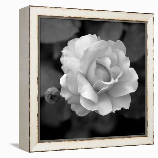 Sweet Rose II-Nicole Katano-Framed Stretched Canvas