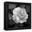 Sweet Rose II-Nicole Katano-Framed Stretched Canvas