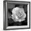 Sweet Rose II-Nicole Katano-Framed Photo