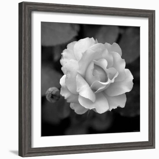 Sweet Rose II-Nicole Katano-Framed Photo