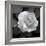 Sweet Rose II-Nicole Katano-Framed Photo