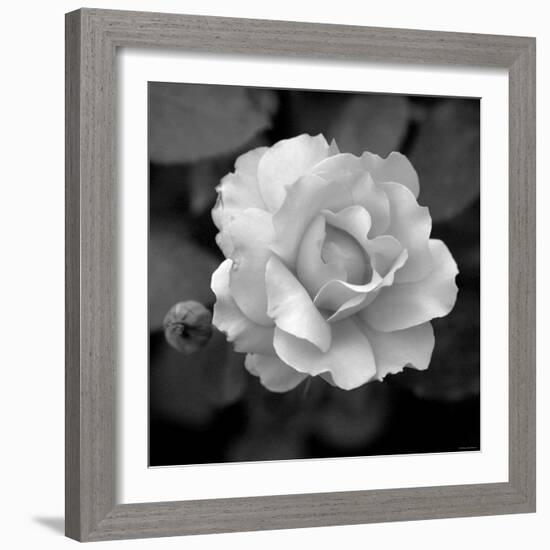 Sweet Rose II-Nicole Katano-Framed Photo