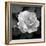 Sweet Rose II-Nicole Katano-Framed Photo