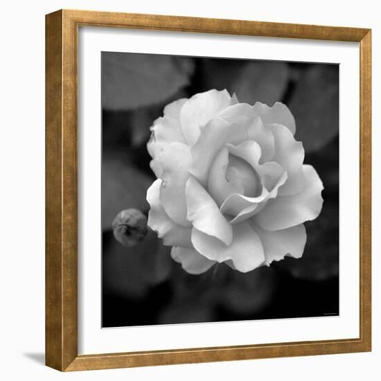 Sweet Rose II-Nicole Katano-Framed Photo