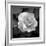 Sweet Rose II-Nicole Katano-Framed Photo