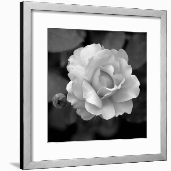 Sweet Rose II-Nicole Katano-Framed Photo