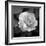 Sweet Rose II-Nicole Katano-Framed Photo