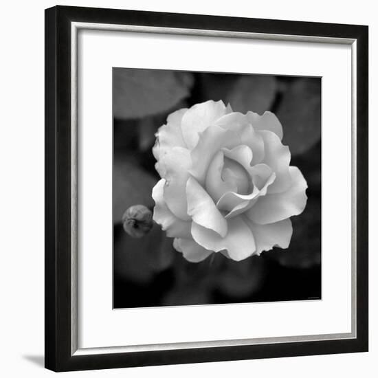 Sweet Rose II-Nicole Katano-Framed Photo