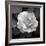 Sweet Rose II-Nicole Katano-Framed Photo