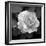 Sweet Rose II-Nicole Katano-Framed Photo