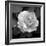 Sweet Rose II-Nicole Katano-Framed Photo