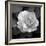 Sweet Rose II-Nicole Katano-Framed Photo