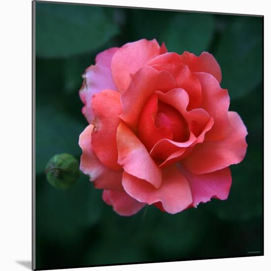 Sweet Rose II-Nicole Katano-Mounted Photo