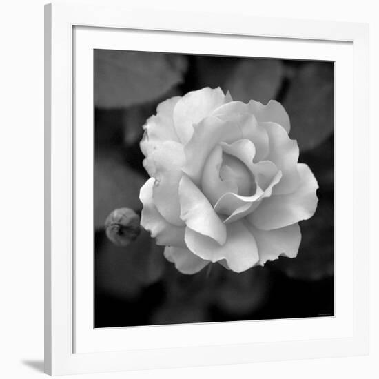 Sweet Rose II-Nicole Katano-Framed Giclee Print