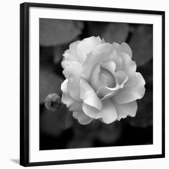 Sweet Rose II-Nicole Katano-Framed Giclee Print