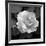 Sweet Rose II-Nicole Katano-Framed Giclee Print