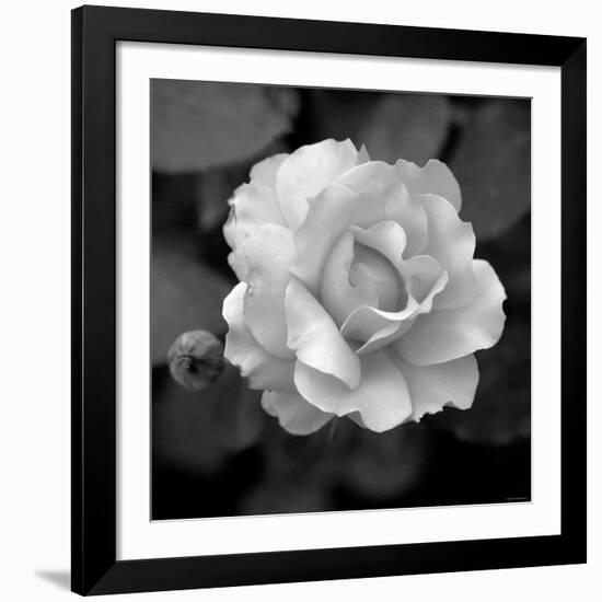 Sweet Rose II-Nicole Katano-Framed Giclee Print