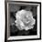 Sweet Rose II-Nicole Katano-Framed Giclee Print