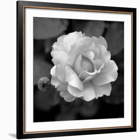 Sweet Rose II-Nicole Katano-Framed Giclee Print