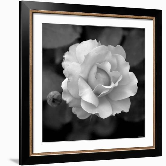 Sweet Rose II-Nicole Katano-Framed Giclee Print