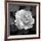 Sweet Rose II-Nicole Katano-Framed Giclee Print