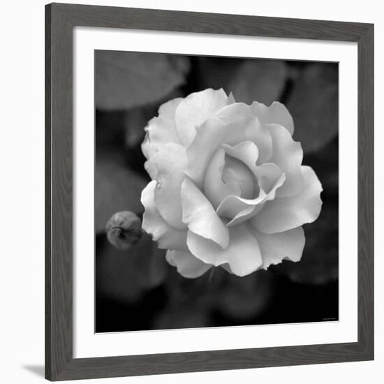 Sweet Rose II-Nicole Katano-Framed Giclee Print