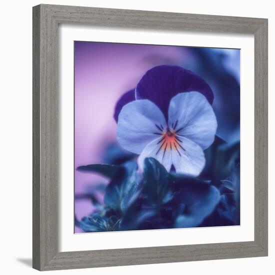 Sweet Sensation-Philippe Sainte-Laudy-Framed Photographic Print