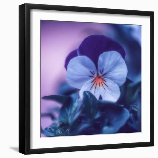 Sweet Sensation-Philippe Sainte-Laudy-Framed Photographic Print