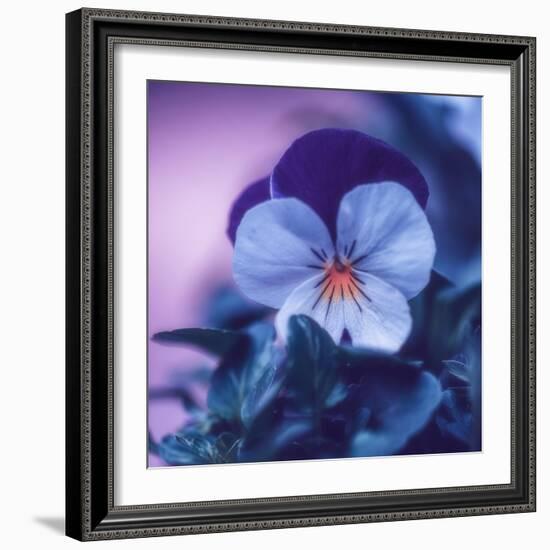 Sweet Sensation-Philippe Sainte-Laudy-Framed Photographic Print