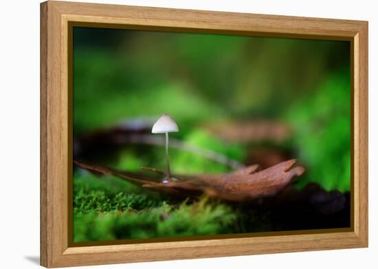 Sweet Thing-Philippe Sainte-Laudy-Framed Premier Image Canvas