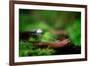 Sweet Thing-Philippe Sainte-Laudy-Framed Photographic Print