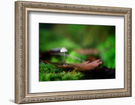 Sweet Thing-Philippe Sainte-Laudy-Framed Photographic Print