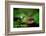 Sweet Thing-Philippe Sainte-Laudy-Framed Photographic Print