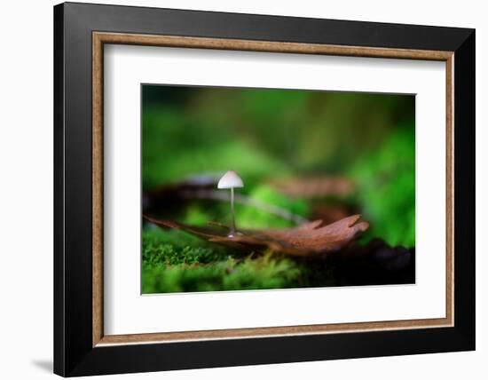 Sweet Thing-Philippe Sainte-Laudy-Framed Photographic Print