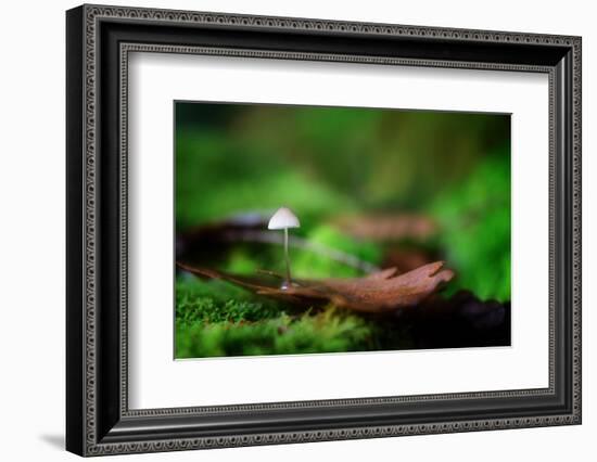 Sweet Thing-Philippe Sainte-Laudy-Framed Photographic Print