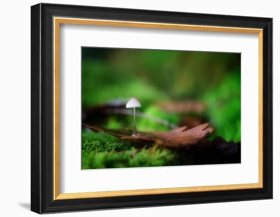 Sweet Thing-Philippe Sainte-Laudy-Framed Photographic Print